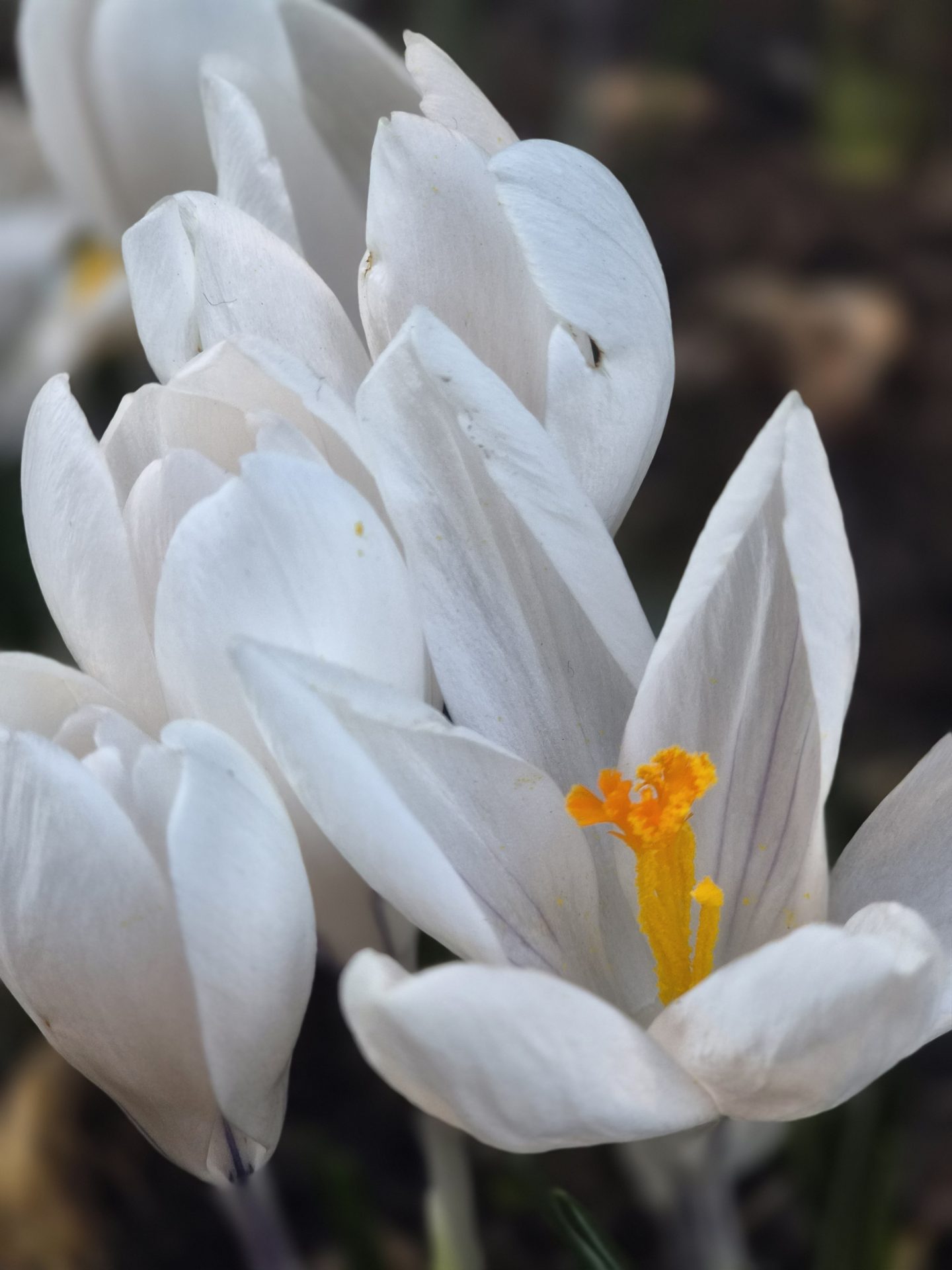 Samsung Galaxy S26 Foto