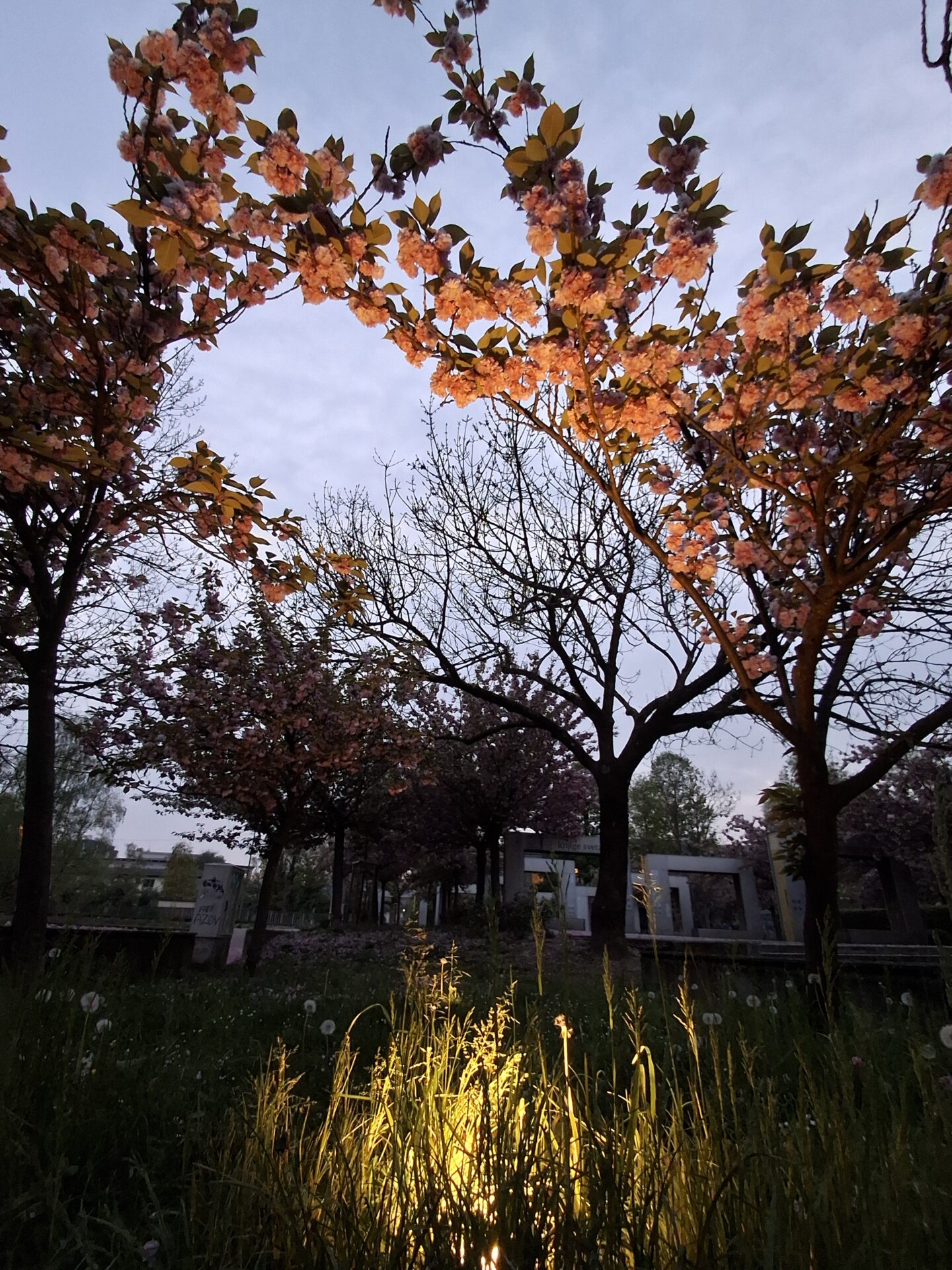 Samsung Galaxy A37 5G (Foto)