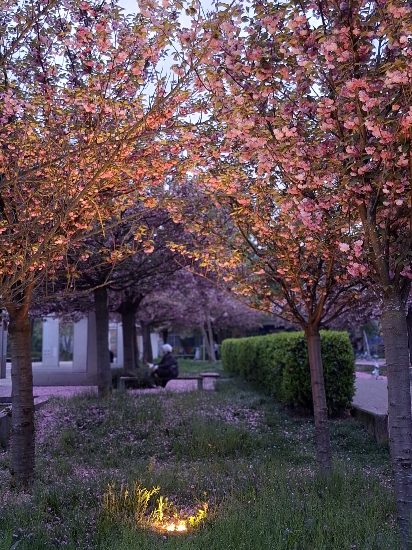 Samsung Galaxy A37 5G (Foto)