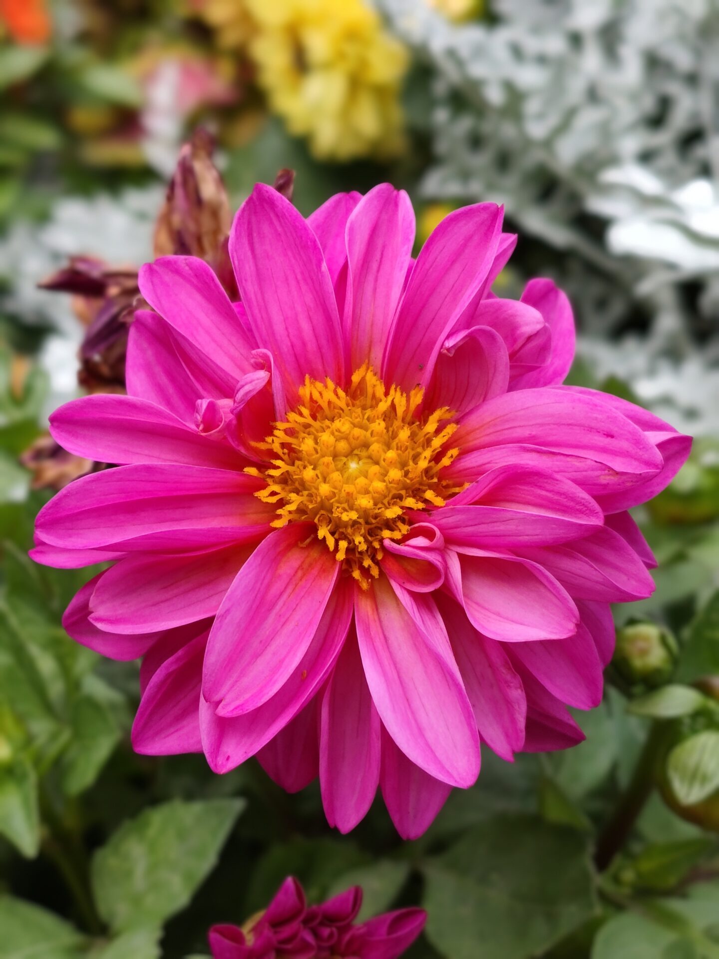 REDMI Note 17 Pro Max (FOTO)