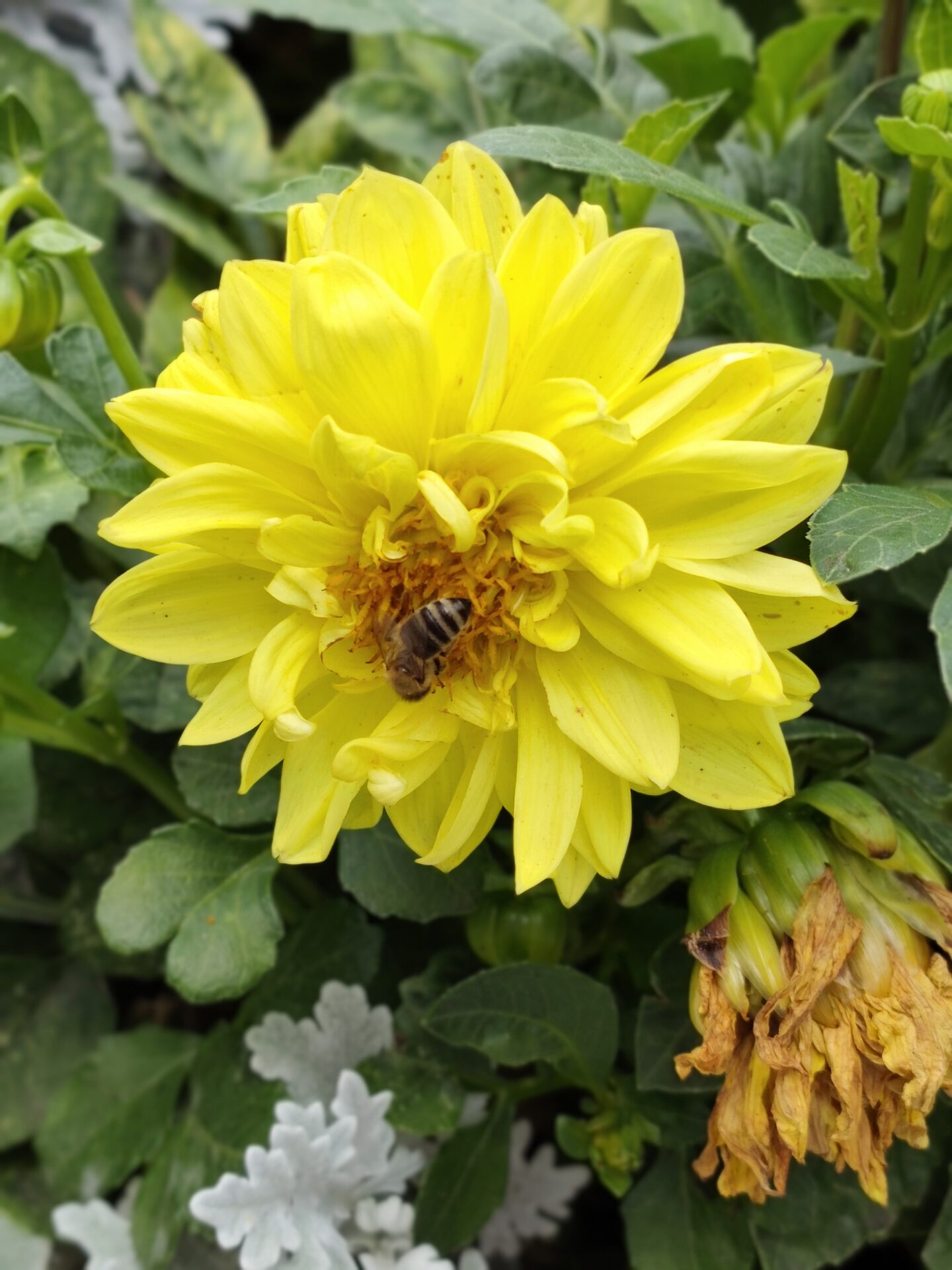 REDMI Note 17 Pro Max (FOTO)